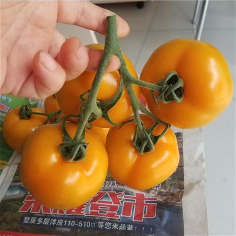 大黄柿子种子景丰黄番茄种子口感好无限生长早熟西红柿耐热