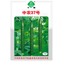 中农37号黄瓜种子早熟深绿刺密耐低温弱光青瓜