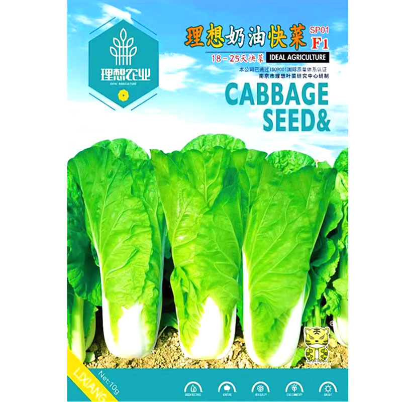 奶油快菜种子四季快速生耐热耐湿小白菜阳台盆栽理想