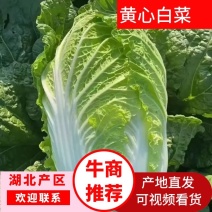 湖北钟祥黄心大白菜产地直发保质保量诚信经营