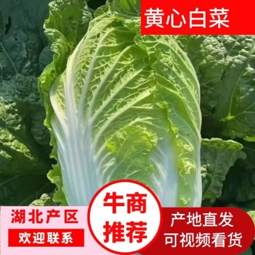 湖北长阳高山黄心大白菜产地直发保质保量诚信经营