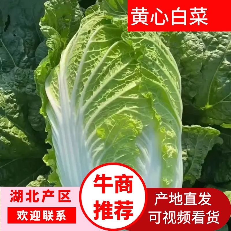 湖北长阳高山黄心大白菜产地直发保质保量诚信经营