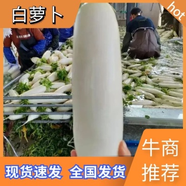 湖北天门精品白萝卜