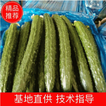 蜜刺黄瓜大量供货，条直油亮，一手货源，基地直供。