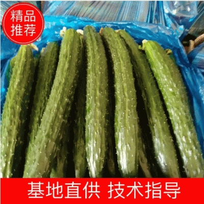 蜜刺黄瓜大量供货，条直油亮，一手货源，基地直供。