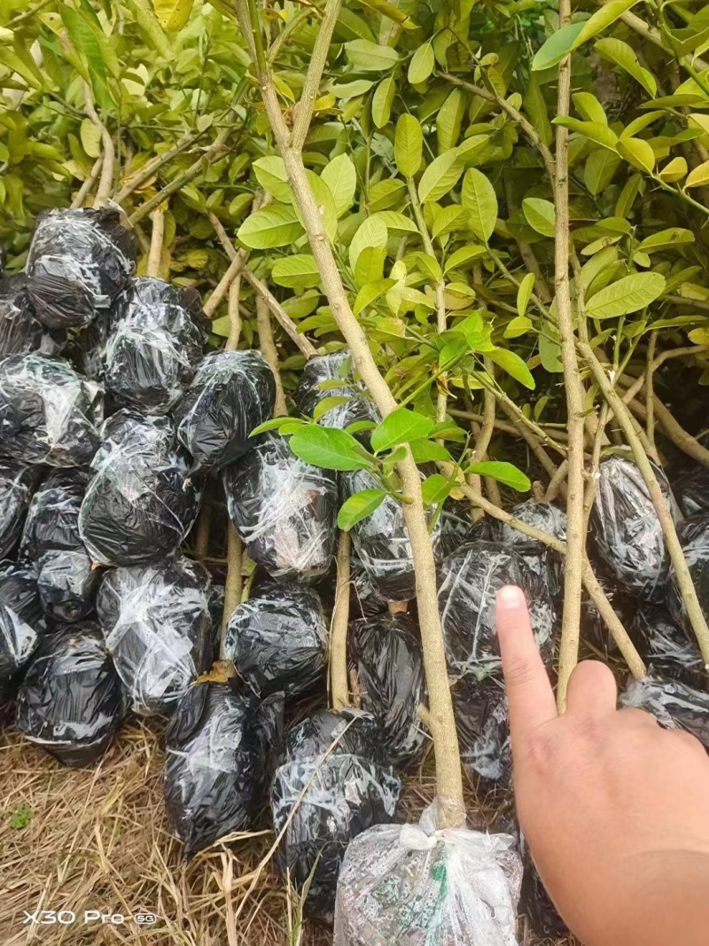 枳壳苗地经0.5公分以上多规格欢迎咨询订购！