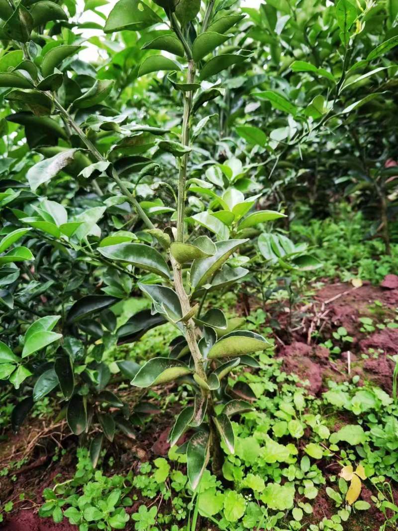 枳壳苗地经0.5公分以上多规格欢迎咨询订购！