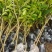 枳壳苗地经0.5公分以上多规格欢迎咨询订购！