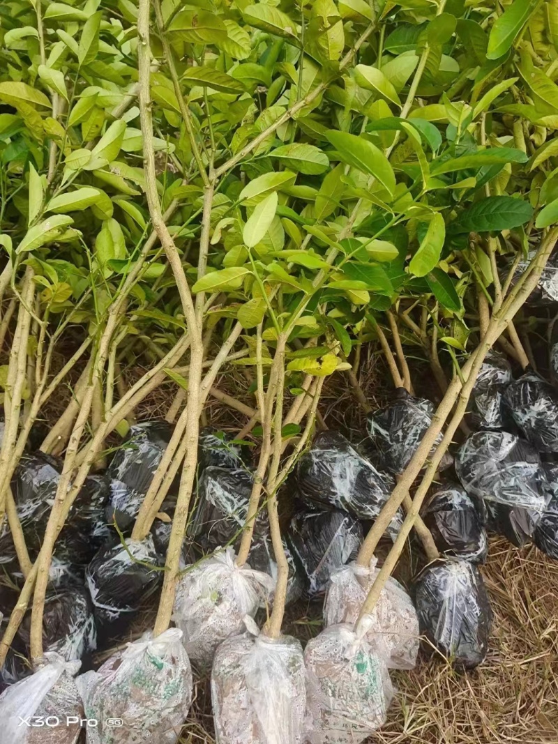 枳壳苗地经0.5公分以上多规格欢迎咨询订购！