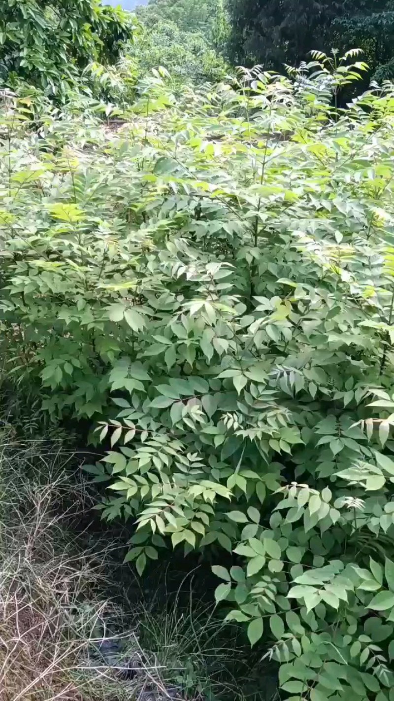 黄柏苗，黄柏苗培育基地，批发，零售，可绿化，可入药！