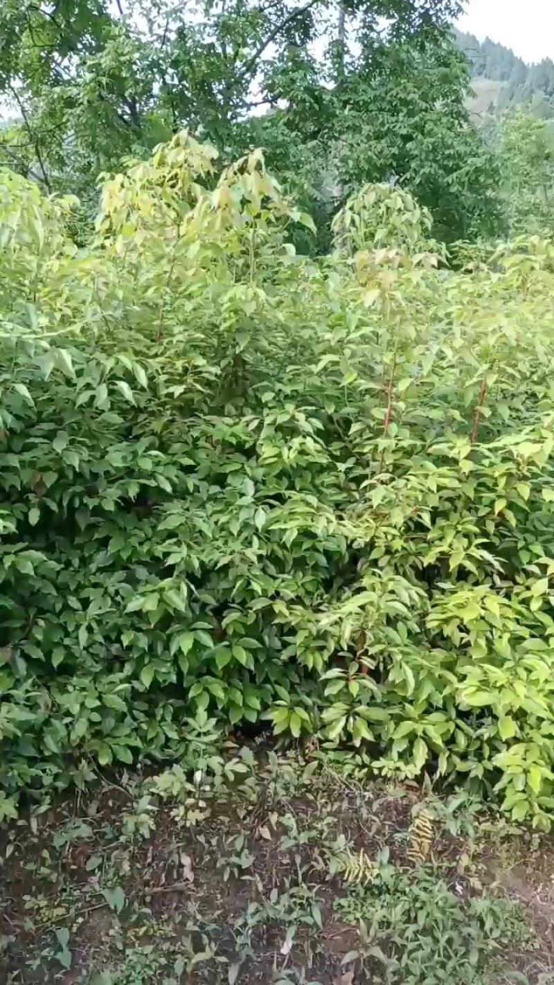 黄柏苗，黄柏苗培育基地，批发，零售，可绿化，可入药！