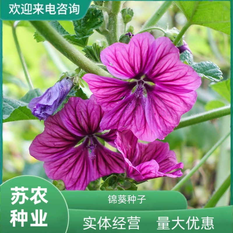 锦葵种子四季春秋播耐寒花卉种孑盆栽南方越冬荆葵金钱紫花葵