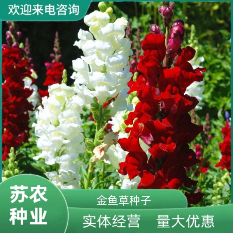 金鱼草种子宿根多年生混色花卉种籽易活易种阳台庭院盆栽室外