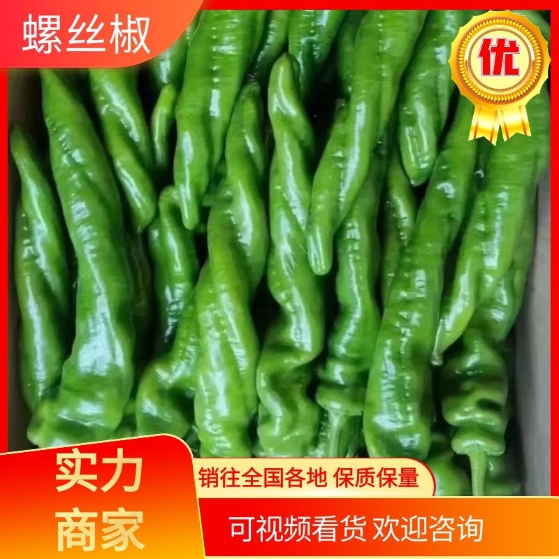 螺丝椒，精品螺丝椒，福建螺丝椒大量供应，有大型收购场地