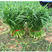 铁杆黑苗韭菜种子露地休眠期短250克抗寒白根宽叶韭菜种子