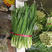 铁杆黑苗韭菜种子露地休眠期短250克抗寒白根宽叶韭菜种子