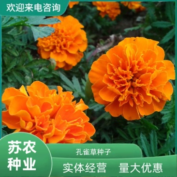孔雀草种子混色四季易活小万寿菊花籽观赏阳台盆栽室外花种子