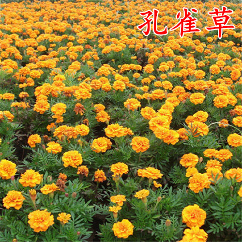 孔雀草种子混色四季易活小万寿菊花籽观赏阳台盆栽室外花种子