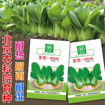 青梗菜种子四季夏季强抗热京研圣龙上海青种子高产油菜种子