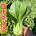 青梗菜种子四季夏季强抗热京研圣龙上海青种子高产油菜种子