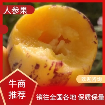【牛商推荐】甘肃人参果产地直发一手货源保质保量