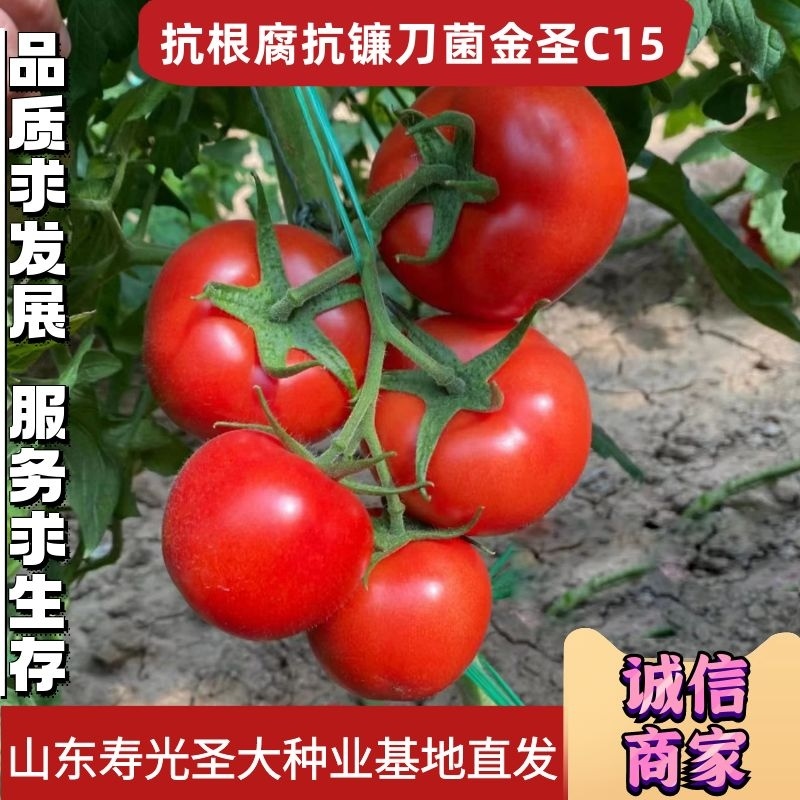 抗根腐抗镰刀菌金圣C15西红柿苗基地直发视频看货欢迎来电