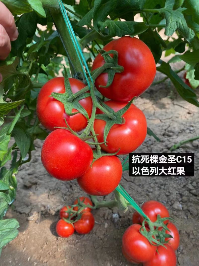 抗根腐抗镰刀菌金圣C15西红柿苗基地直发视频看货欢迎来电