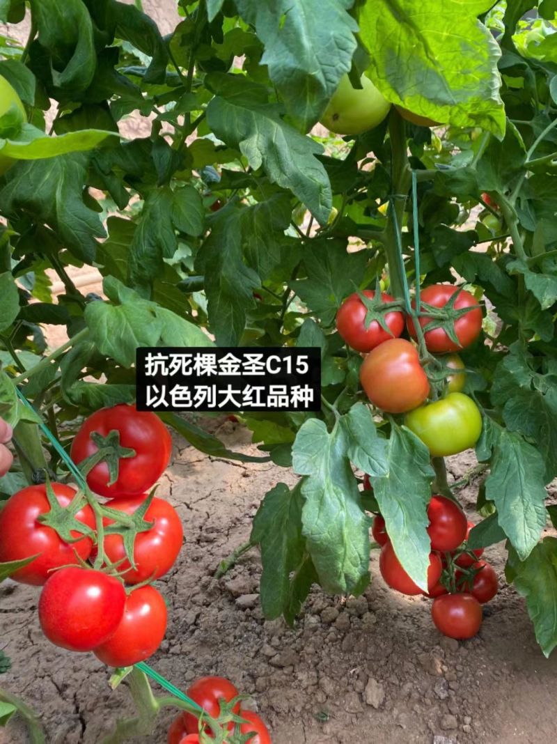 抗根腐抗镰刀菌金圣C15西红柿苗基地直发视频看货欢迎来电