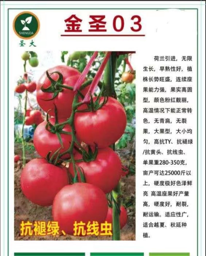 金圣03西红柿苗粉果西红柿苗硬粉西红柿苗亮粉大果