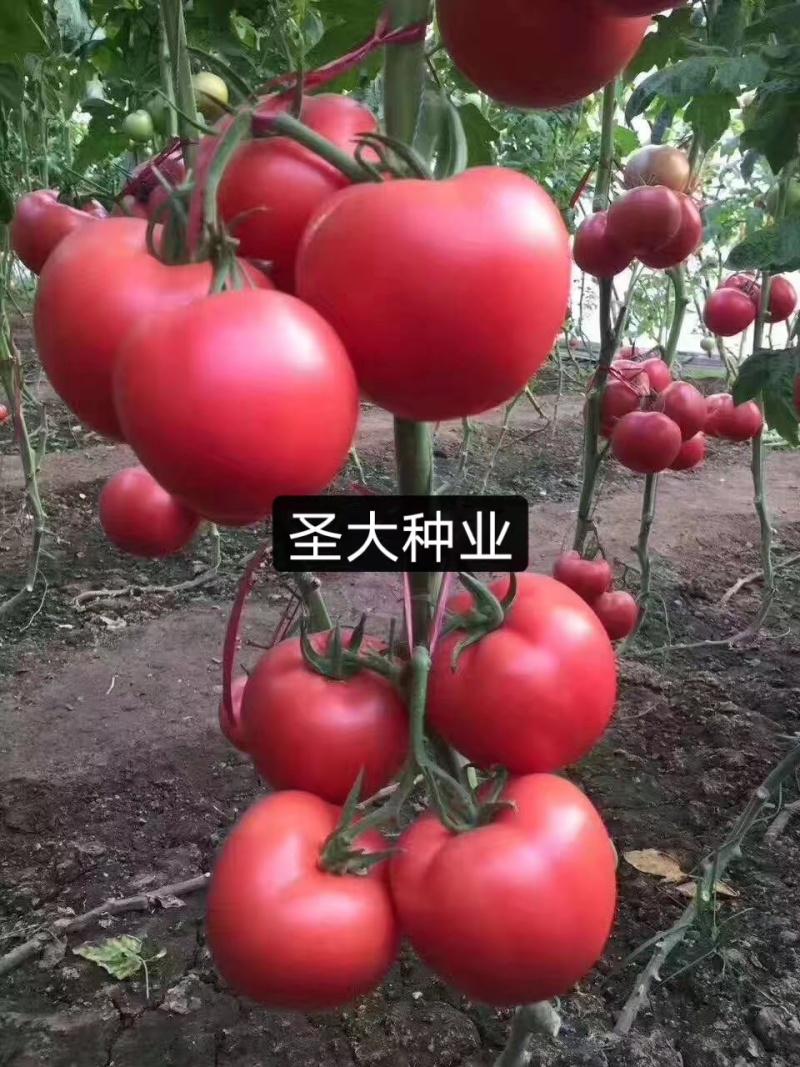 金圣03西红柿苗粉果西红柿苗硬粉西红柿苗亮粉大果