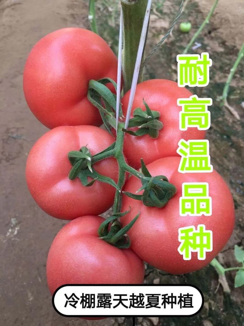 金圣03西红柿苗粉果西红柿苗硬粉西红柿苗亮粉大果