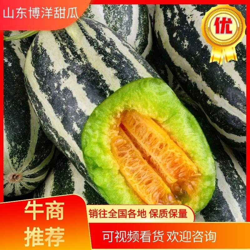 山东博洋61甜瓜惠民甜瓜现货质量优可视频看货欢迎选