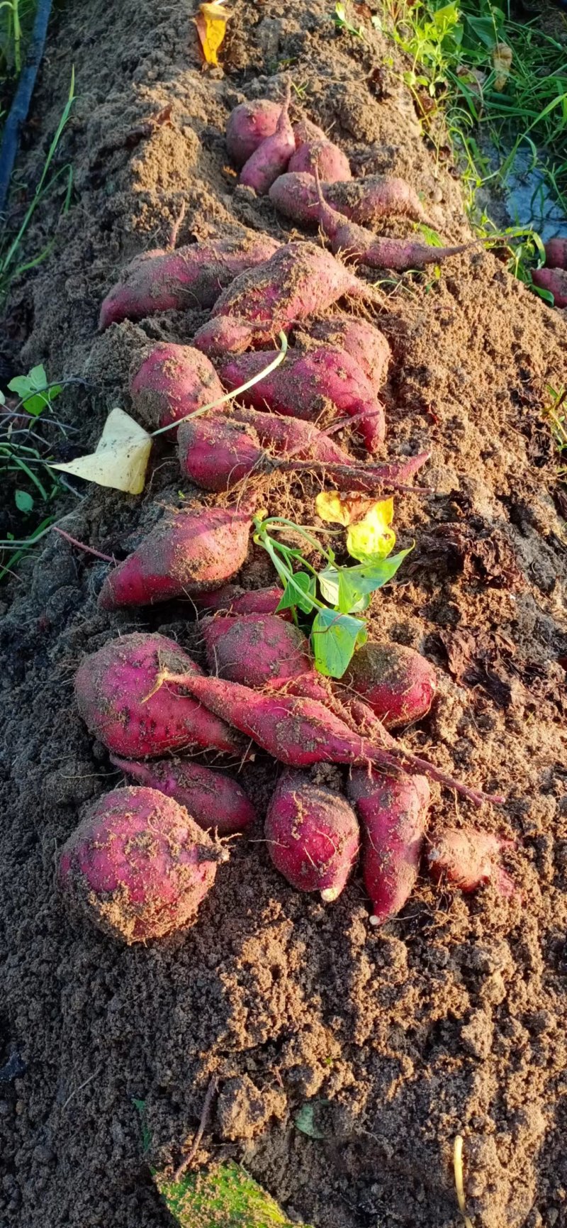 【桥头地瓜】海南红薯一手货源可视频看货一件包邮