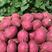 【红薯】桥头地瓜常年供应品质保证全国包邮香甜粉糯