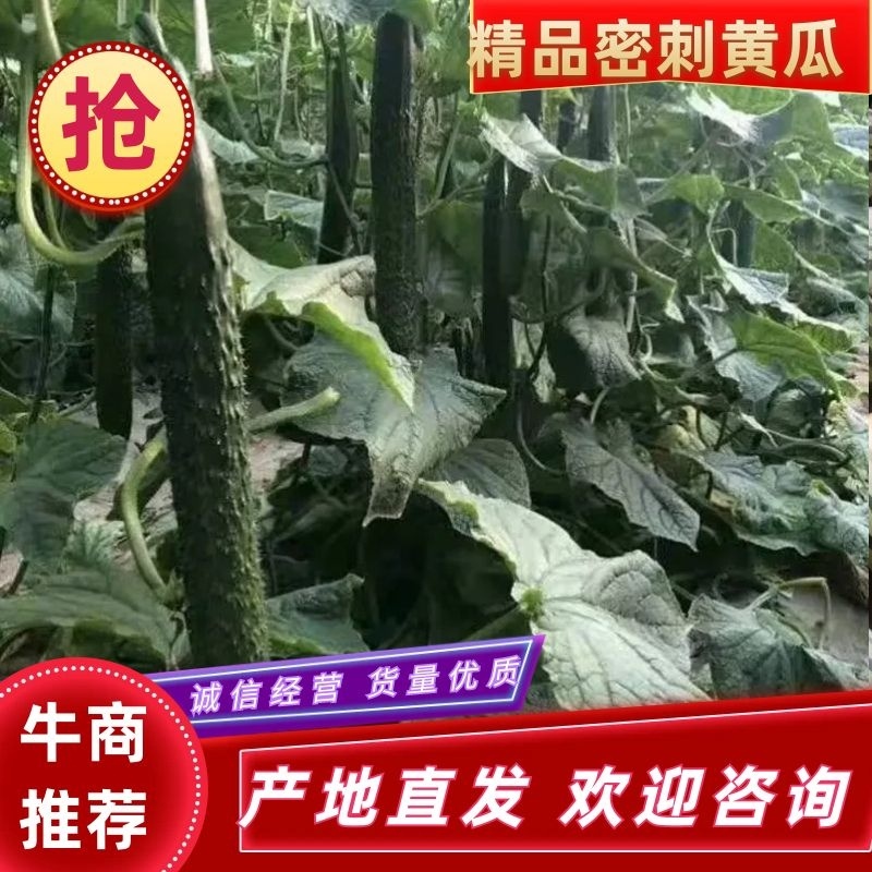 黄瓜蔬菜基地直达，优质黄瓜，滑县发货，货源充足，包品种