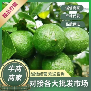 青柠檬一二级青柠檬奶茶店超市零售大中小果青柠檬