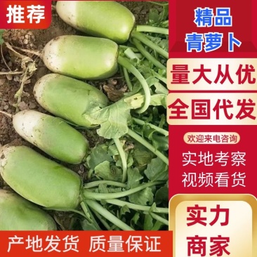 青萝卜，市场品种多样化可随时拼车量大，我们为经济作物集聚