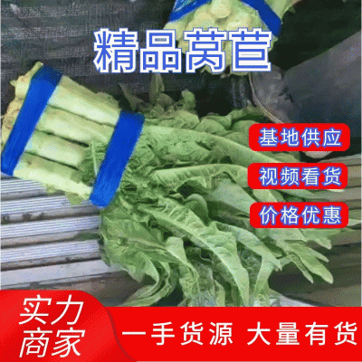 红叶莴笋不空心不开苔诚信经营