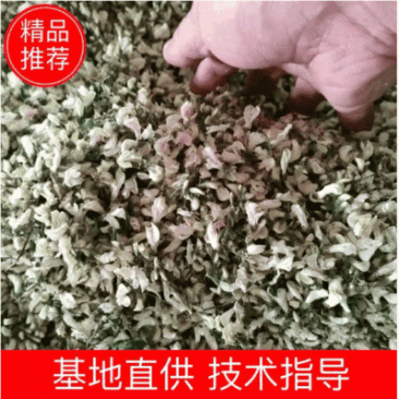 洋槐花，日产3万斤，现摘现发，加冰保鲜，冷藏车发货