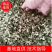 洋槐花，日产3万斤，现摘现发，加冰保鲜，冷藏车发货
