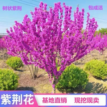 [精选]江苏宿迁紫荆花树苗盆栽紫荆花苗紫荆苗工程苗