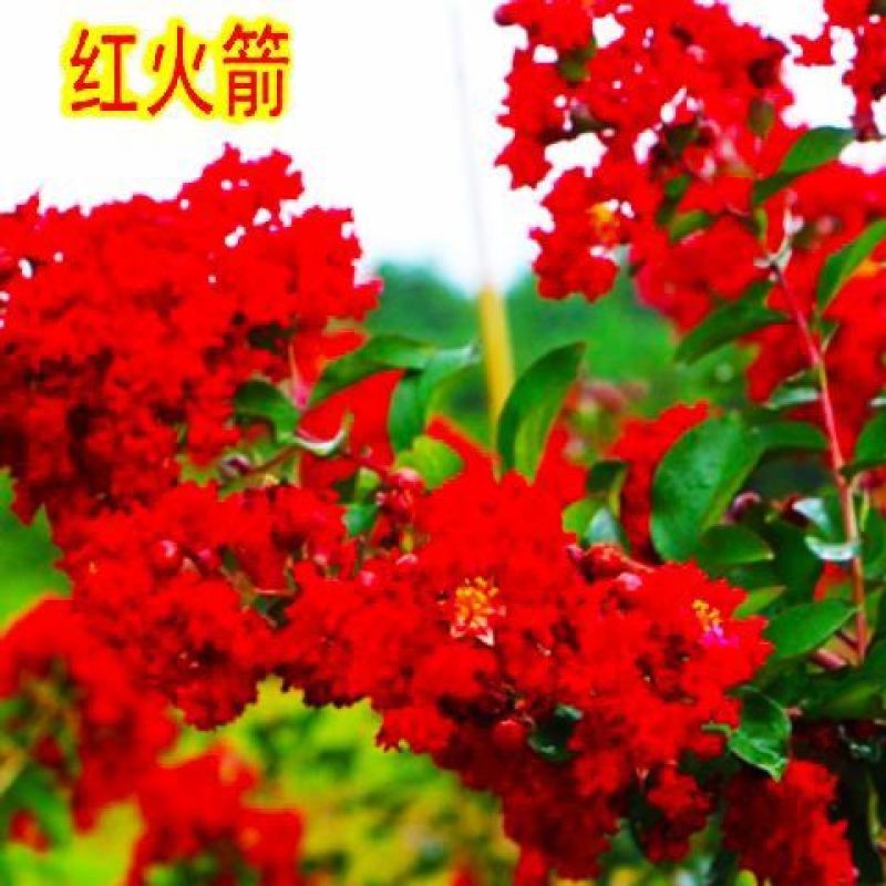 [精选]江苏宿迁紫薇树苗庭院紫薇花苗庭院盆栽紫薇苗