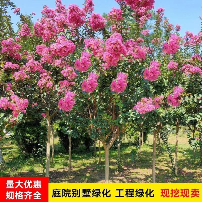 [精选]江苏宿迁紫薇树苗庭院紫薇花苗庭院盆栽紫薇苗