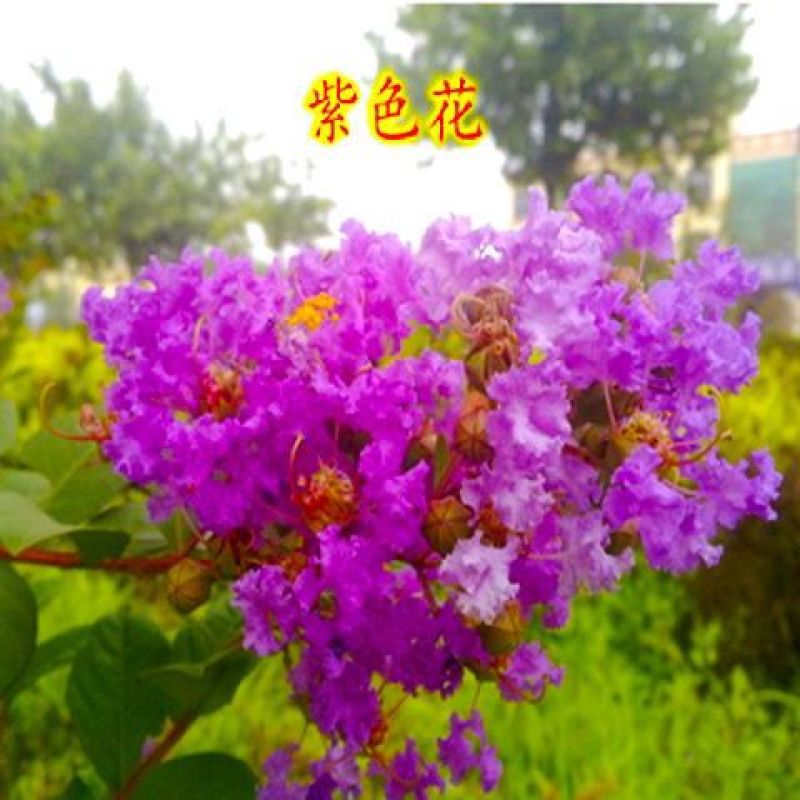[精选]江苏宿迁紫薇树苗庭院紫薇花苗庭院盆栽紫薇苗