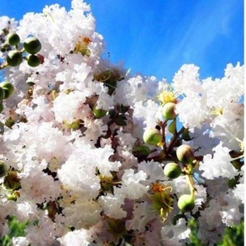 [精选]江苏宿迁紫薇树苗庭院紫薇花苗庭院盆栽紫薇苗