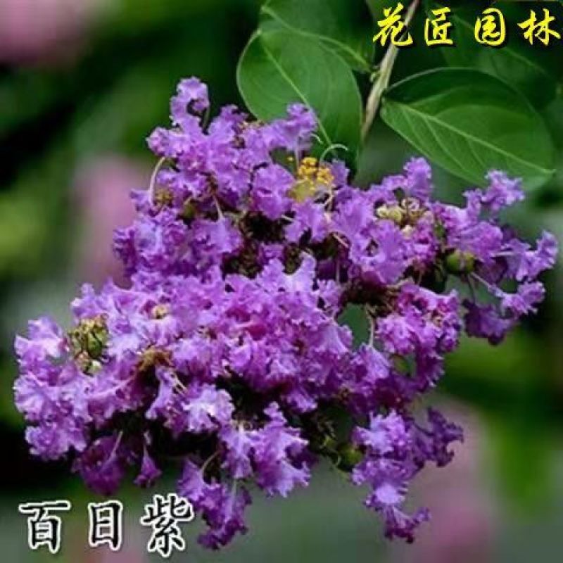 [精选]江苏宿迁紫薇树苗庭院紫薇花苗庭院盆栽紫薇苗