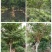 [精选]江苏宿迁紫薇树苗庭院紫薇花苗庭院盆栽紫薇苗