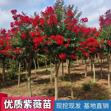 [精选]江苏宿迁紫薇树苗庭院紫薇花苗庭院盆栽紫薇苗