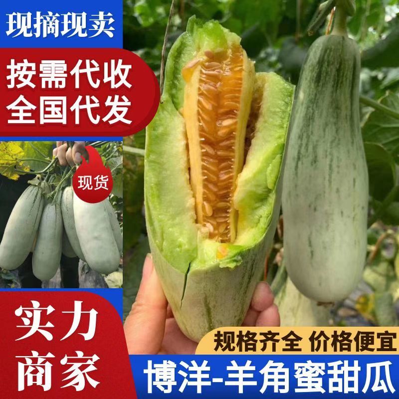 【博洋61】羊角蜜甜瓜可视频看货对接市场档口协助装车