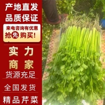 芹菜江苏香芹万亩基地直供货源充足价格优惠电商批发